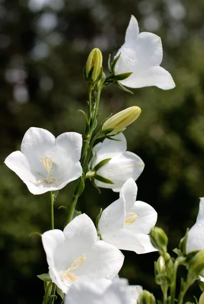 Campanula bell-fowers — Stock Photo, Image