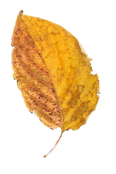 beyaz izole sarı yaprak