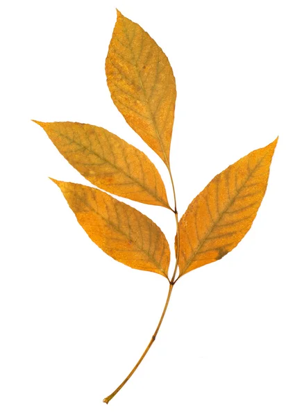Ash tree blad geïsoleerd op de witte — Stockfoto