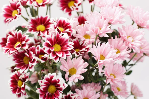 White and pink blooming chrysanthemum flowers — Stock Photo, Image