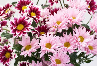 Beyaz ve pembe çiçek açan kasımpatı çiçekleri