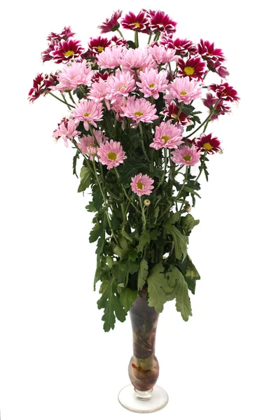पांढरा आणि गुलाबी फुलांचा क्रिझेंथेमम फुले — स्टॉक फोटो, इमेज