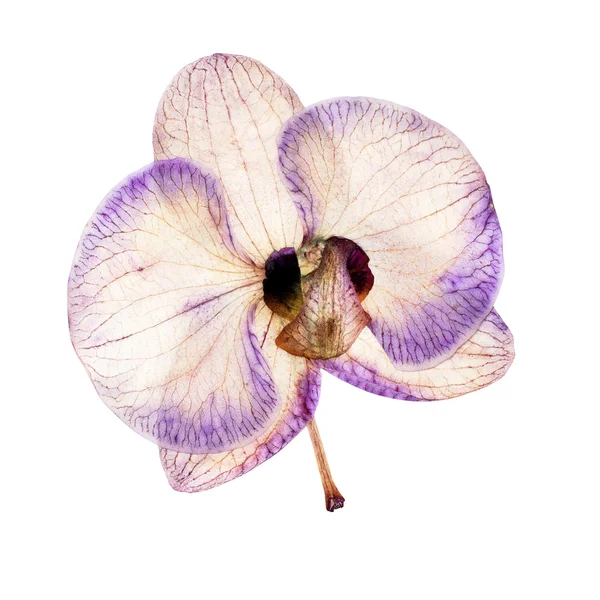 Essiccazione del Orchid — Foto Stock