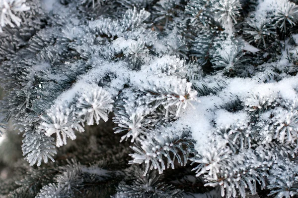 Päls-träd gren med vit fluffig snö — Stockfoto