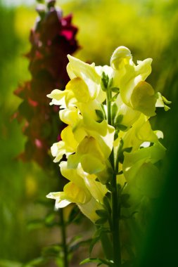 aslanağzı çiçekler