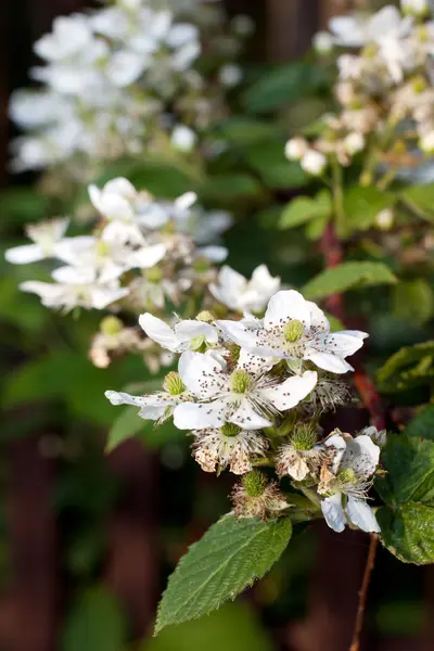 Big blossoming branch blackberry — Stock Photo, Image