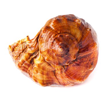 beyaz büyük çivili seashell.