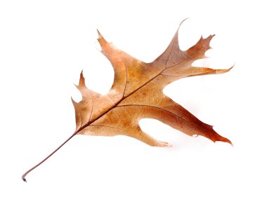 Beyaz arkaplanda kuru meşe yaprakları