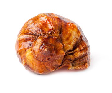 beyaz büyük çivili seashell.