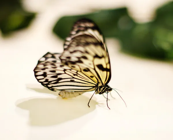 Mariposa de papel de arroz. Idea leuconoe — Foto de Stock