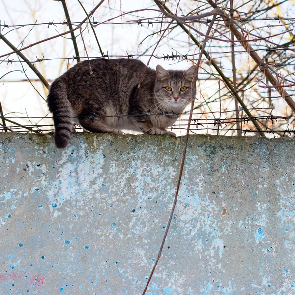 Gato sentado en una valla de hormigón —  Fotos de Stock