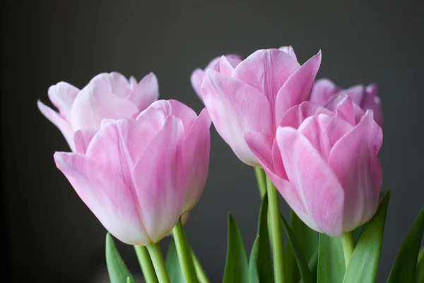 Bouquet of tulips on gray background — Stock Photo, Image