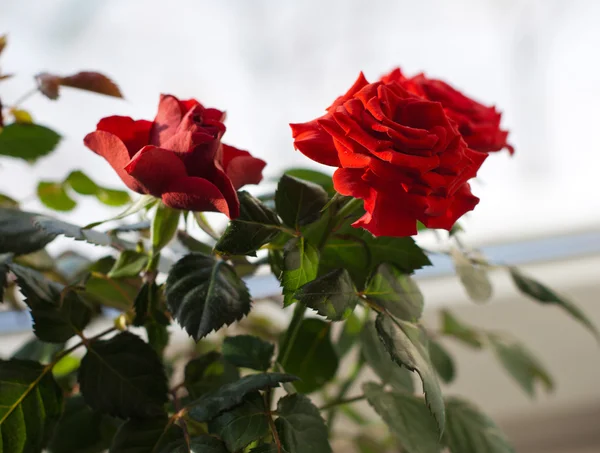 Rosas vermelhas em flor na janela do quarto — Fotografia de Stock