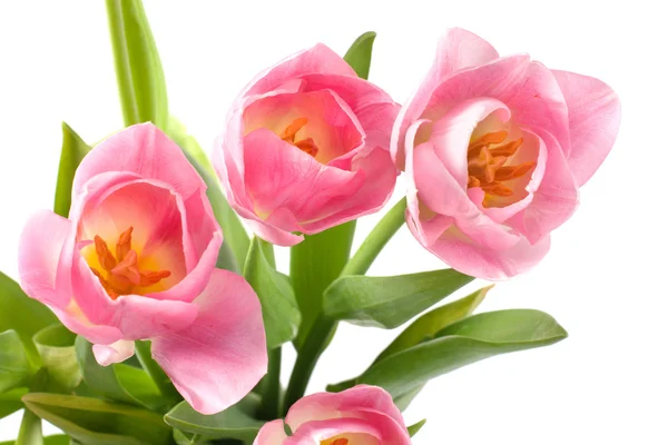 Bouquet of tulips. — Stock Photo, Image