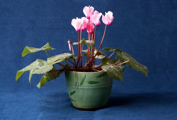 pot pembe Siklamen çiçeği.