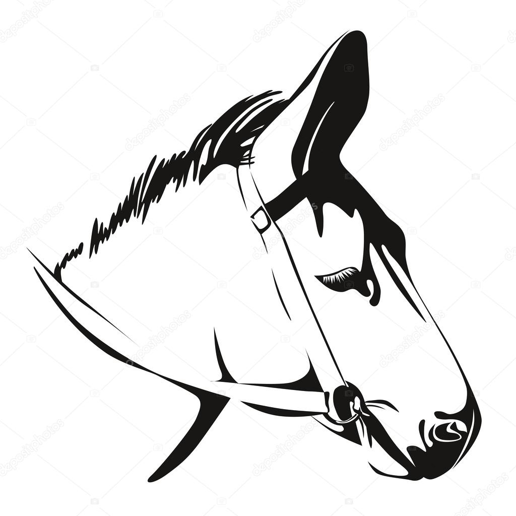 Head of Donkey. vector drawing