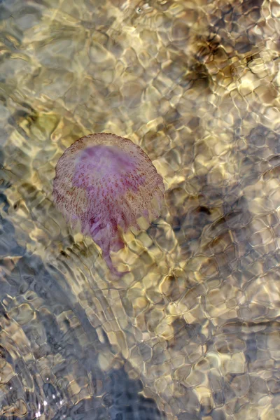 Medusas na água do mar — Fotografia de Stock