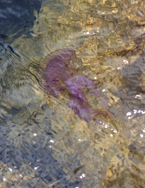 Medusas na água do mar — Fotografia de Stock