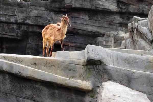 Barbary Sheep on Artificial Cliff Face - Zoo, Antwerpen, Belgio — Foto Stock