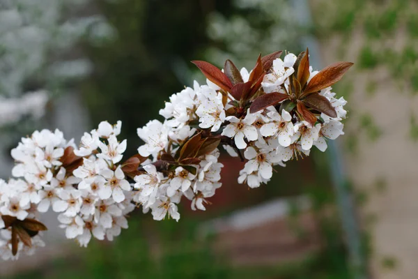 White cherry flowers on spring time — Stock Photo, Image