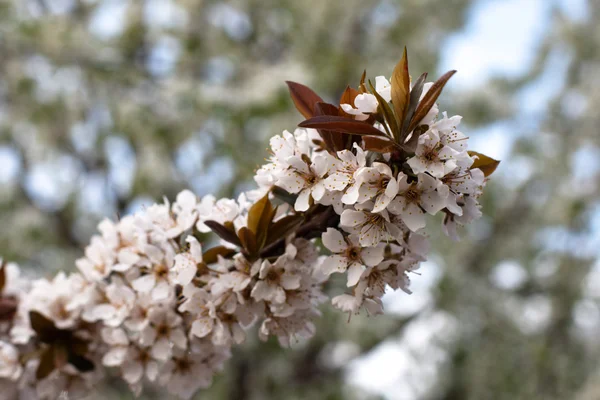 Valkoinen kirsikka kukkia keväällä aika — kuvapankkivalokuva