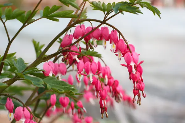 Bleeding heart flowers (Dicentra spectabils) — Stock Photo, Image