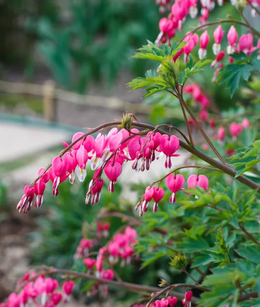 Bleeding heart flowers (Dicentra spectabils) — Stock Photo, Image