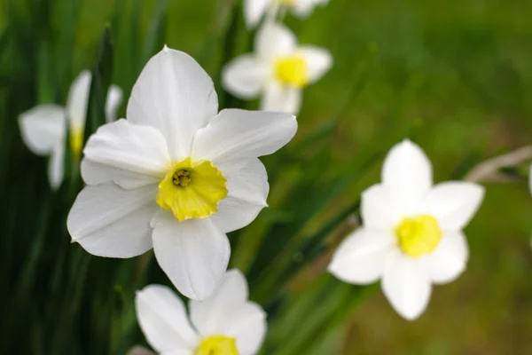 Білі квіти нарцисів в саду — стокове фото