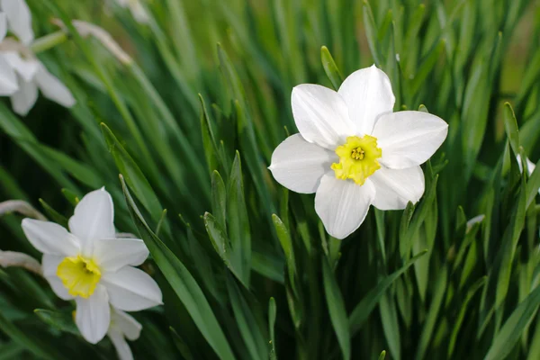 White narcissus flowers in the garden — Stock Photo, Image