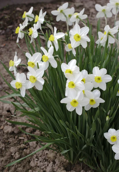 Білі квіти нарцисів в саду — стокове фото