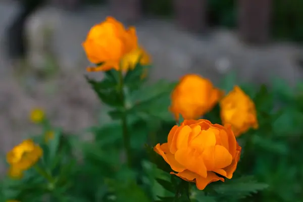 Orange flowers Trollius Asiaticus — Stock Photo, Image