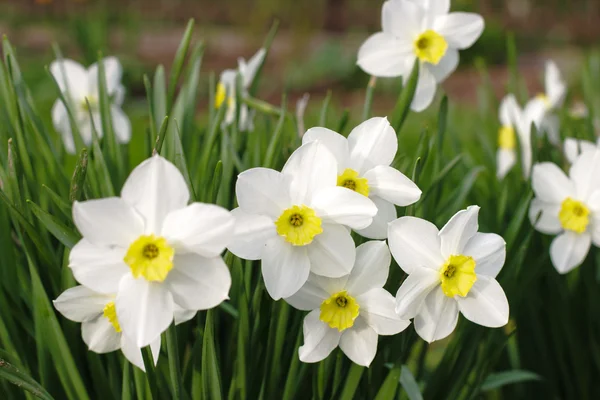 White narcissus flowers in the garden — Stock Photo, Image