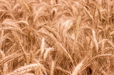 Yazın altın buğday tarlası