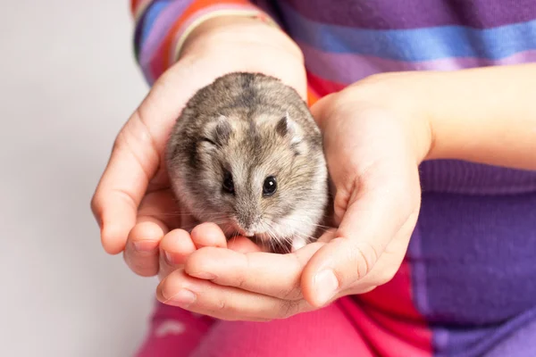 Djungarian hamster in girl hand — Stock Photo, Image