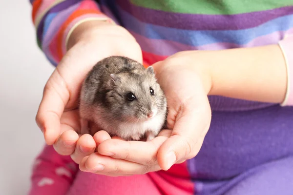 Djungarian hamster in girl hand — Stock Photo, Image