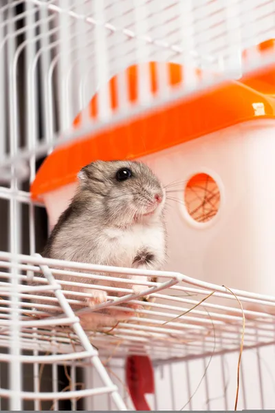 Djungarian hamster in a cage — Stock Photo, Image