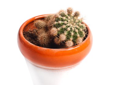 kaktüs kırmızı pot