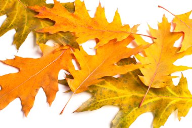 Sarı sonbahar yaprak yığını