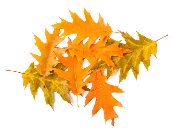 Pico de folhas de outono amarelas — Fotografia de Stock