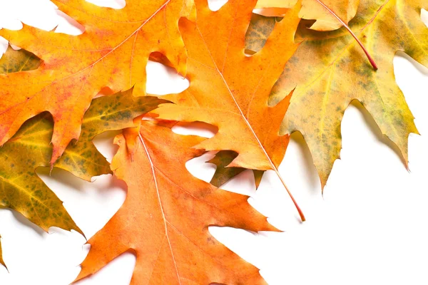 Haufen gelber Herbstblätter — Stockfoto