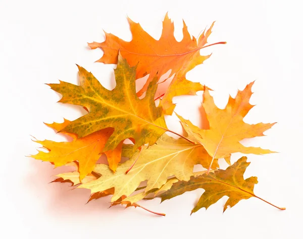 Haufen gelber Herbstblätter — Stockfoto