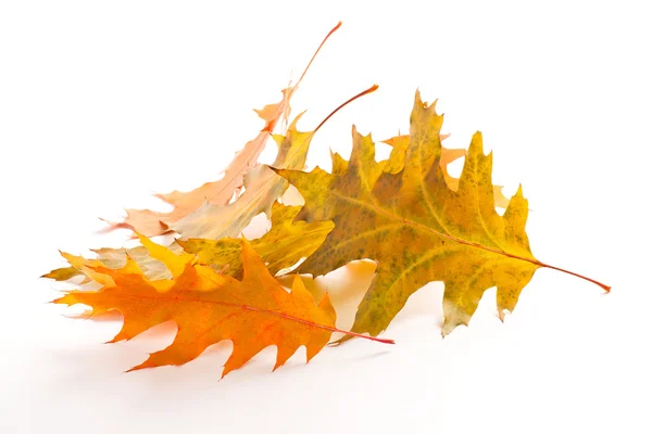 Haufen gelber Herbstblätter — Stockfoto