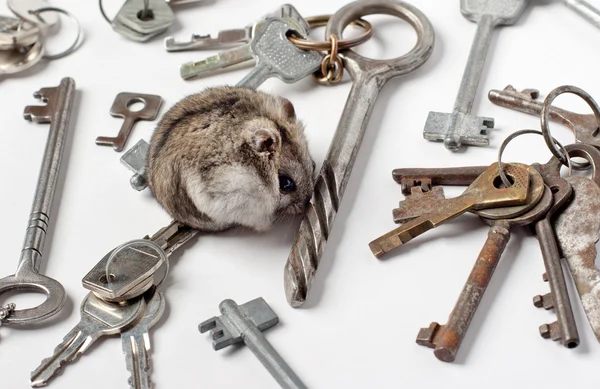 Djungarian Hamster on keys — Stok fotoğraf