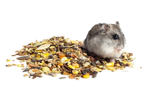 Yemek djungarian hamster — Stok fotoğraf
