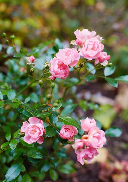 Розовые розы в саду — стоковое фото