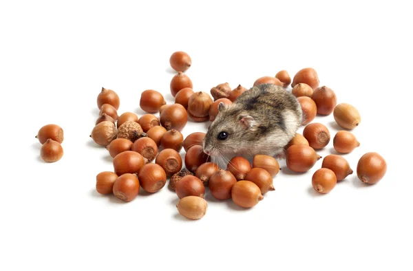 Hamster sits surrounded by acorns — Stock Photo, Image