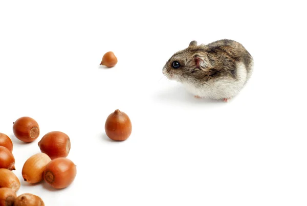 Hamster sits surrounded by acorns — Stock Photo, Image