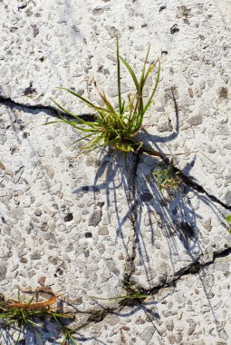 Beton büyüyen çimen