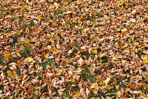 Φύλλα φθινοπώρου σε πράσινο γρασίδι — Φωτογραφία Αρχείου