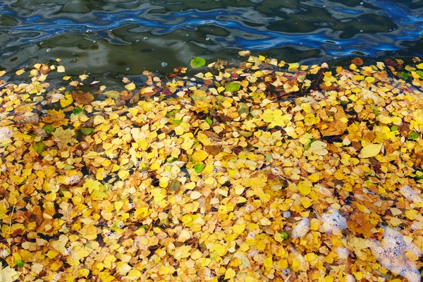 Gula blad i sjön vattnet — Stockfoto